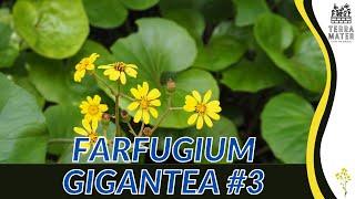 Exploring FARFUGIUM GIGANTEUM #3 in 2 Minutes | Striking Foliage for Your Shade Garden