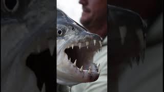 Yellow Dog Ambassador Jeff Currier with a Tigerfish in Tanzania #flyfishing #flyfishingadventures