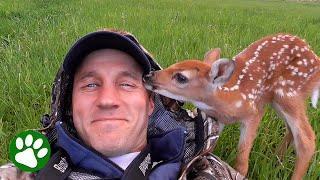 Man reunites injured baby deer with mom