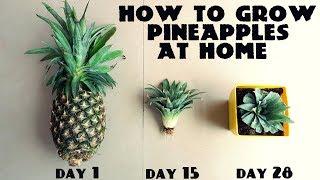 How to Grow Pineapples at Home Fast n Easy