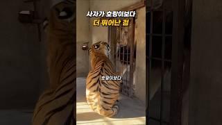 사자가 호랑이보다 잘하는 것