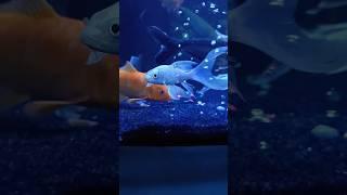 Karp fish #fish #aquarium #oscarfish #youtube #shorts #trendingshorts #viralshorts #viral #youtube