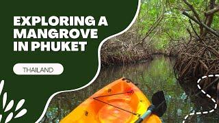 Mangroves in Thailand (For Kids!)