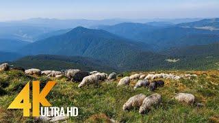 The Carpathians - Summertime | 4K Nature Documentary Film