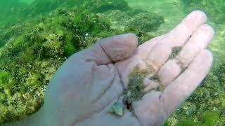 Snorkeling at Nessebar Bulgaria