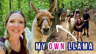 Hiking with Llamas in the Smoky Mountains   (Cosby, TN)