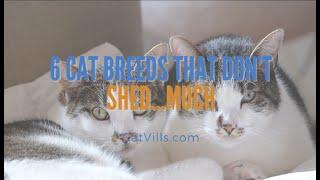 6 CAT BREEDS THAT DON’T SHED…MUCH