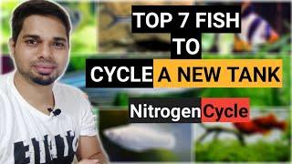 Top 7 Hardy Fish to Cycle a New Tank || Have These Fish To Cycle Your Aquarium || Nitrogen Cycle