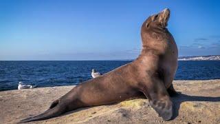 FUR SEAL SOUNDS * What a Wonderful World * ANIMAL SOUNDS