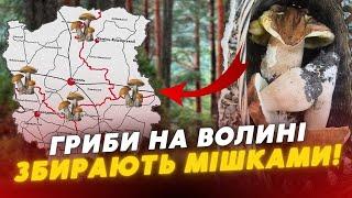 ЗБИРАЮТЬ МІШКАМИ! Де на Волині “вродило” грибів? Перелік ЛОКАЦІЙ