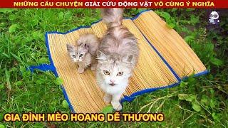 Giải Cứu gia đình Mèo đi lạc với ngoại hình Siêu dễ thương || review Con Người Và Cuộc Sống