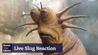 Uncovering The Origin of Live Slug Reaction