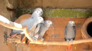 A Grey Future  Captive Breeding of African Grey Parrots of South Africa