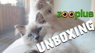 Zooplus HAUL - unboxing with our RAGDOLL kittens! | Ragdolls Pixie and Bluebell