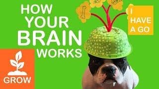 How Your Brain Works for Kids | Growth Mindset and Neuroscience for Kids | I HAVE A GO