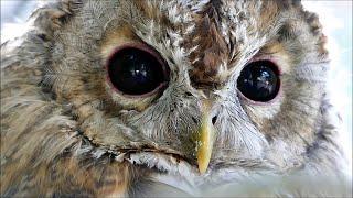 Auge in Auge mit dem Waldkauz, brown owl, Eule Kauz Stringiformes Strix