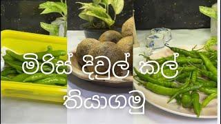 මාසයක් උනත් තියාගන්න පුලුවන් මිරිස් දිවුල් කල් තියා ගන්න විදිහ බලන්න එන්නකෝ#greenchili#youtube