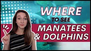 BEST Places To See Manatees and Dolphins | Space Coast, Florida