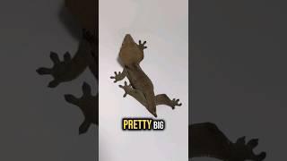 Have You Ever Seen A Gecko Like This Before?