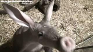 Philadelphia Zoo Aardvark Sniffing, and Sniffing