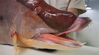 The Weight of this Massive Hogfish will BLOW YOUR MIND!