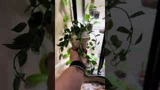 🪴Unboxing Plant MailHoya Krohniana Super Silver! #plantcommunity #plants #houseplants #hoyaplant