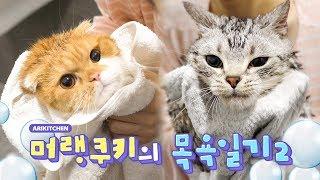 고양이 목욕은 전쟁입니다.. ㅠ.ㅠ - Ari Kitchen(아리키친)