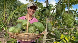 Plantação de graviola carregou de frutas, vamos colher juntos essa maravilha da roça