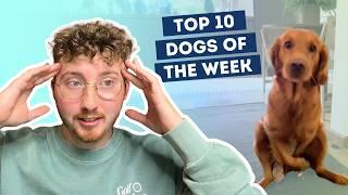 The Dogs Got a Little Wild | Top 10 Dogs of the Week!