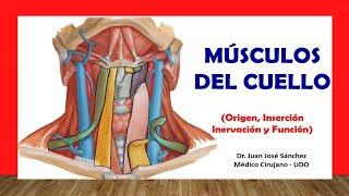  MÚSCULOS DEL CUELLO. Fácil, Rápido y Sencillo