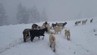 What do Kiko goats do in the winter?