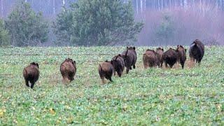 Загонная охота на кабана (Wild boar hunting with dogs).