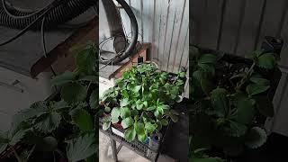 супер покупка  #переезднаюг #дача #переезд #домпродажа #новыедеревенские #дача #частныедома