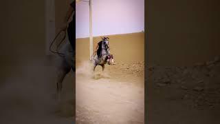 Arabian horse power | #shonki #sardar #trending #shorts #arabian #horse #power #2023