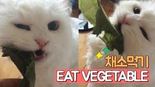 채식주의자? 채소를 좋아하는 터키쉬앙고라 고양이 [펫유니버스/두리]
