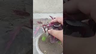 coleus plant.please like and subscribe.#plants#gardening