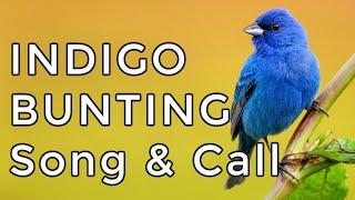 Indigo Bunting Song & Call: Learn their TWO most common sounds