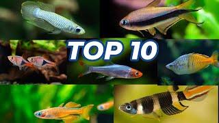 Best Schooling Fish For Your Freshwater Aquarium!