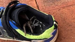 Australia's Best Fails | Aussies Being Idiots