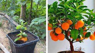 Grow Orange tree With banana tree Get a lot of Fruits, Unique Skill Create hormone new