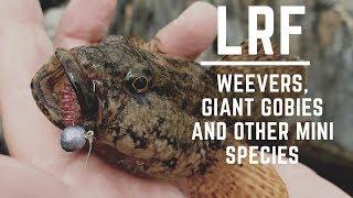 Light Rock Fishing - Weevers, Giant Gobies & Other Mini Species