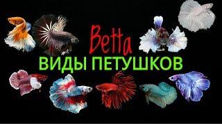 Виды петушков.Betta.