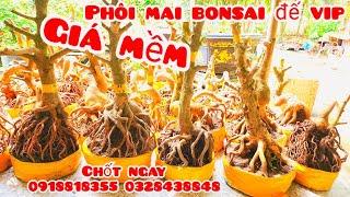 Phôi mai bonsai đế vip dáng đẹp 8/11 #aNên0918818355 .0328438848|MaivàngThanhTâm