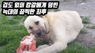 겁도 없이 캉갈에게 덤빈 늑대의 끔찍한 최후