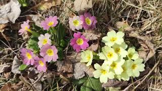 Primel, Narzisse und Krokus Blüte im Garten auf der Wiese