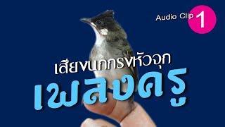 เสียงนกกรงหัวจุก เพลงครู  Audio Clip 01 (ใช้สำหรับสอนลูกนก)