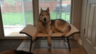 Husky talking about his new bed