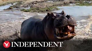 Angry hippo attacks wildlife safari truck in Botswana