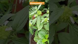 #Dronapushpi plant  #gumma # ayurvedic medicine for snake bite# cough#fever #asthma