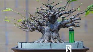 KECIL PENDEK KEKAR POKONYA IDOLA BONSAI BONSAI PETARUNG Mr. Reza